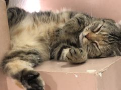 -猫儿山۰猫主题餐厅