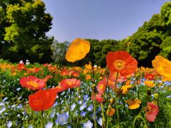 -上海共青森林公园