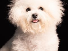 -瑞派康怡24h宠物医院·犬猫医疗中心·微创绝育(瑞景分院)