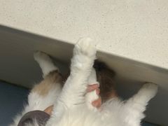 -宠颐生动物医院·猫科·心脏科(海口分院)