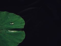 -莲湖公园