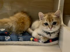 -柚子猫舍·精品猫舍购猫·猫咪认养·购宠·宠物店