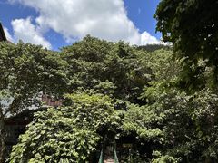 -西双版纳原始森林公园