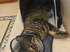 -宠颐生汉谟拉比宠物医院