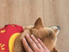 -南京Hallo宠物乐园·哈罗犬舍·柴犬繁育基地