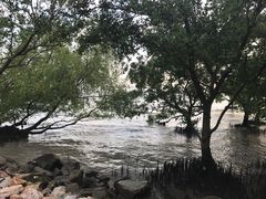 -宝安西湾红树林湿地公园