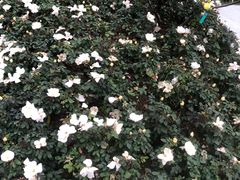 -人民公园(罗湖区)