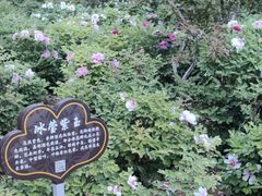 -洛阳市隋唐城遗址植物园