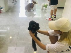 -柚子宠物(伊珊娜调理店)