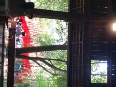 -西双版纳原始森林公园