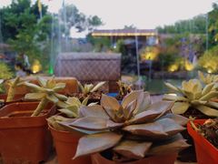 -花溪雨·森林餐厅(石基店)