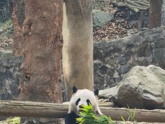 -都江堰中华大熊猫苑