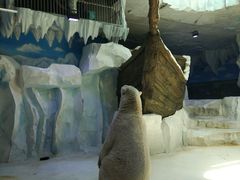 -芜湖新华联大白鲸海洋公园