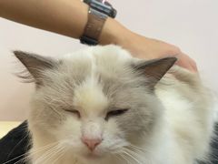 -猫咪派对(江南西店)