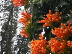 -大埔公路-马料水段香港中文大学(公交站)