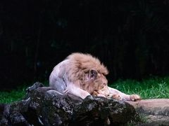 -夜间野生动物园