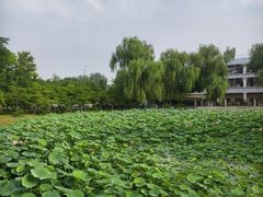 -古塔公园