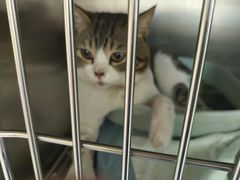 -乐琪宠物医院·犬猫专科·骨外科·急重症