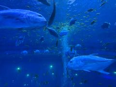 -华夏文旅海洋公园