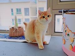 -猫大福·Fortune Cat猫舍(百子湾店)