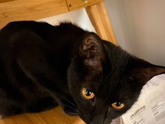 -宠爱国际动物医院· 猫科· 外科·中兽医(长白店)
