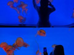 -合肥海洋世界