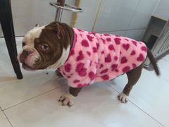 -关爱动物医院·心脏·中兽医·异宠(金牛路分院)