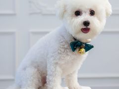 -安安宠医宠物医院·异宠·犬猫内科(岳阳分院)