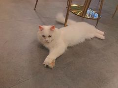 -飞行喵MR PILOT|猫舍·猫咖(静安大融城店)