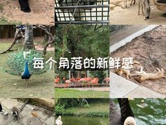 -深圳野生动物园