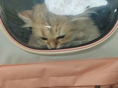 -美联众合动物医院·24h京西诊疗中心