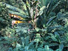 -西双版纳原始森林公园