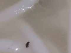 -骨鲜坊筒子骨粉