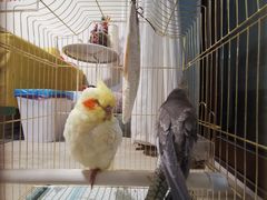 -瑞派·关忠动物医院·异宠专科·犬猫肿瘤·皮肤专科(望京店)