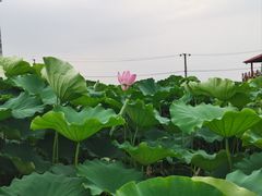 -嘉北郊野公园