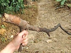 -火炉山森林公园