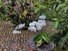 -深圳仙湖植物园