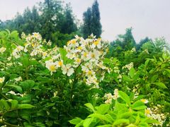 -鬼笑石后山停车场