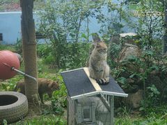 -青藏高原野生动物园