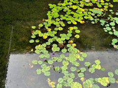 -长洲岛