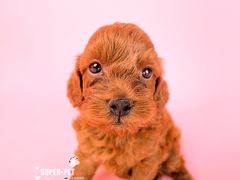 -超宠爱宠物摄影-Super pet