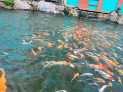 -西双版纳原始森林公园