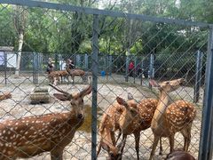 -长白岛森林公园