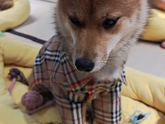 -逗柴咖啡屋·狗咖猫咖宠物桌游