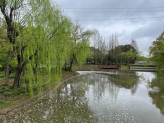 -高东镇樱花园