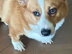 -天宠宠物医院24小时·急重症诊疗中心·全科·腔镜特色(和平分院)