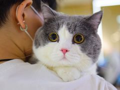 -momokira米努特·德文卷毛猫·棉花面纱犬