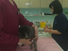 -北京观赏动物医院·24小时大型综合·猫专科·异宠专科