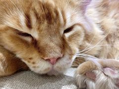 -藏猫猫咖啡主题馆(中央大道店)