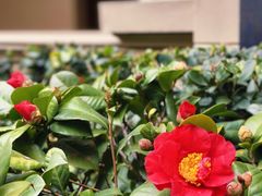 -思南公馆商业街